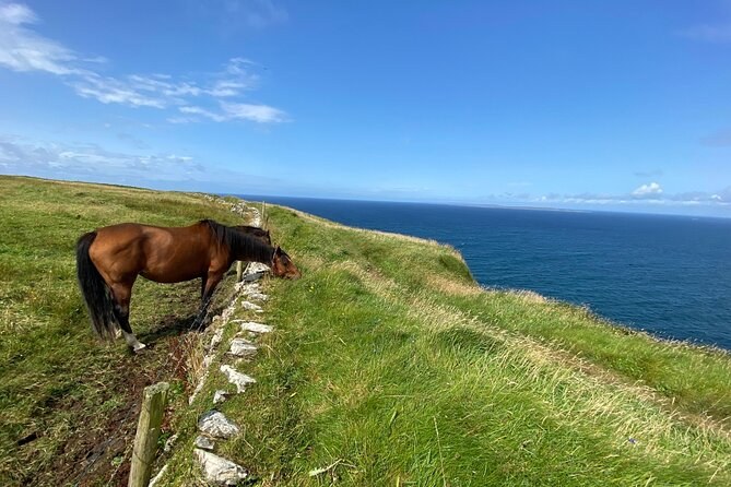 A horse grazing on the grass above the Cliffs of Moher
