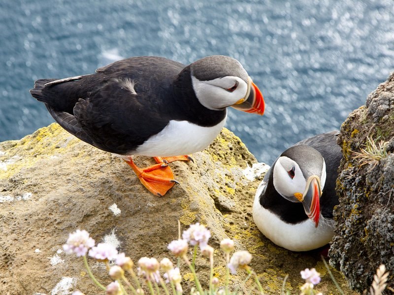 A pair of puffins on the grass at the cliff edge