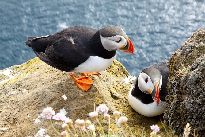 Puffins at their nesting ground on the Cliffs of Moher, the colony on Goat Island offshore