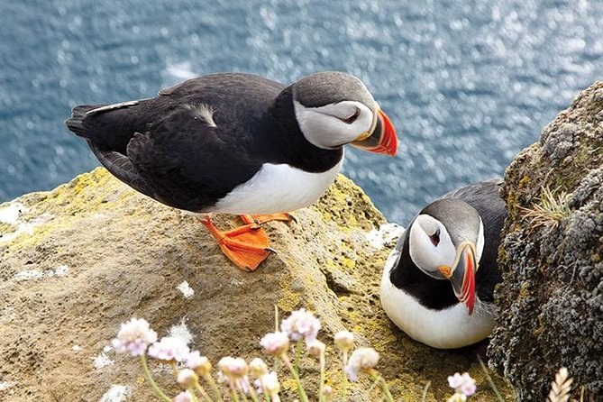 Puffins on the cliff edge among sea pinks, ashore to nest between late May and mid-July