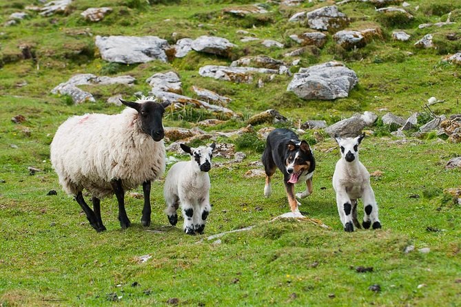 Sheep grazing the thin grass on the Burren
